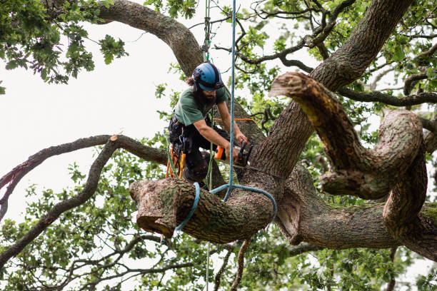 Best Fruit Tree Pruning  in Cypress Quarters, FL