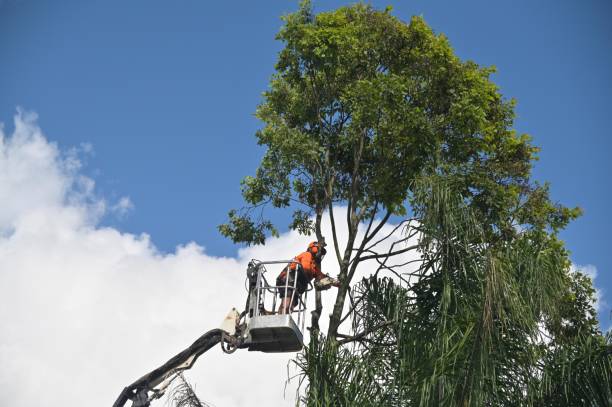  Cypress Quarters, FL Tree Removal Services Pros